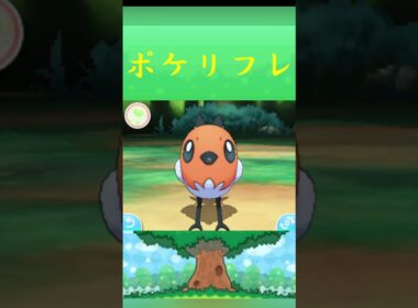 ポケモン ヤヤコマ ポケリフレ ポケパルレ #ポケモン #Pokemon  #3DS #ポケモン技 #ポケモンsv #ポケモン#キャンプ #カレー #サンドイッチ #ピクニック