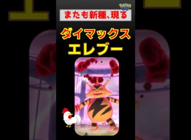 新種登場！【ダイマックス エレブー】 #ポケモンgo #ポケモン #pokemongo #ダイマックス #エレブー #ドリュウズ