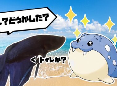 魚とタマザラシ【ポケモン】