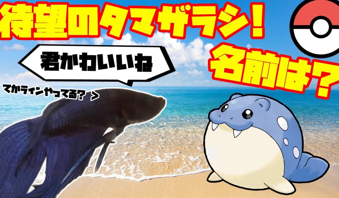 魚、待望のタマザラシゲット！！名前は？