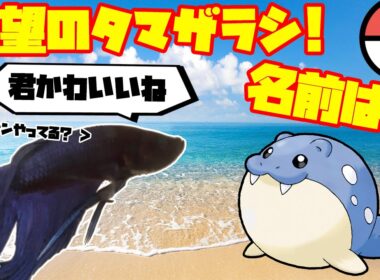 魚、待望のタマザラシゲット！！名前は？