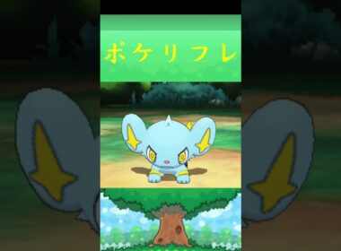 コリンク*ポケモン ポケリフレ ポケパルレ #ポケモン #Pokemon  #3DS #nintendoswitch #ポケモンsv #ポケモン #キャンプ #サンドイッチ #ピクニック