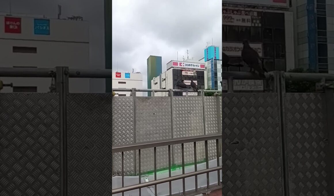 ハトポッポポッポ2爆笑ネタ動画