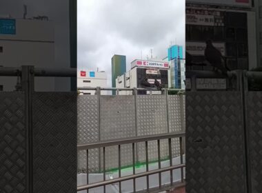 ハトポッポポッポ2爆笑ネタ動画