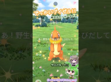 【ポケGO】でっかいブイゼル発見！明日はダイマックスホーホー初実装なのだ！...アメ集め？