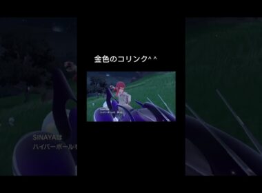 金色の#コリンク　#pokémon #ポケモンsv