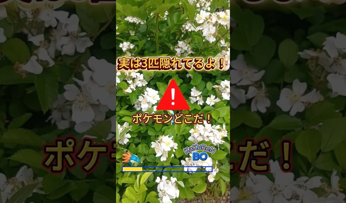 ポケモン かくれんぼ 実は3匹隠れてます