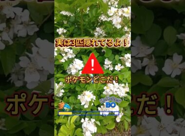 ポケモン かくれんぼ 実は3匹隠れてます