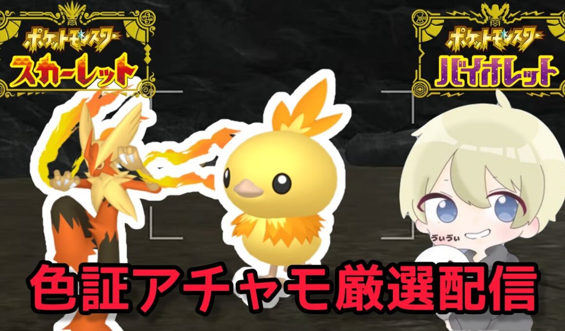 【色違い厳選】色証メガバシャーモを使いたい。色違いアチャモ厳選配信【ポケモンSV】#ポケモン #ポケモンチャンピオンズ #pokemon #ポケモンSV #朝活 #shorts