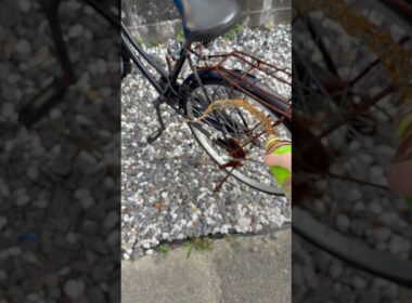 自転車にお茶かけてみたw