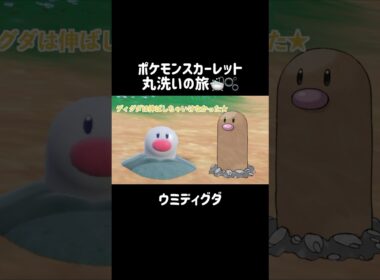 ディグダと実は別種なウミディグダを洗うと...？🕳🐟 #ウミディグダ #wiglett  #ポケモンsv #ポケモンスカーレット #ポケモン #pokemon #shorts