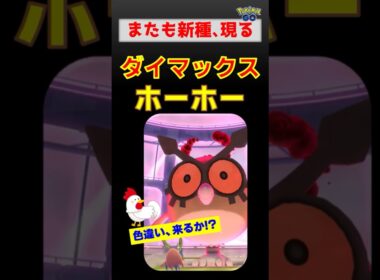 初日色違い出た？【ダイマックス ホーホー】またも新種が登場しました #ポケモンgo #ポケモン #pokemongo #ダイマックス #ホーホー #ザシアン