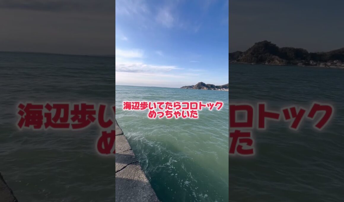 海辺散歩してみたらコロトックの群れに遭遇した #ポケモン #コロトック #ダイヤモンドパール #声真似 #ものまね