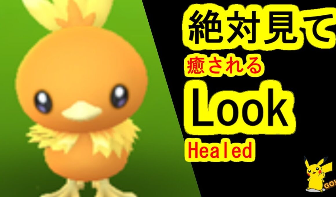 見て見て、アチャモの動きに癒される(ポケモンGO、PokemonGO、ポケットモンスター)