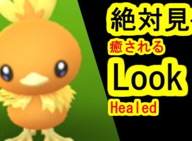 見て見て、アチャモの動きに癒される(ポケモンGO、PokemonGO、ポケットモンスター)