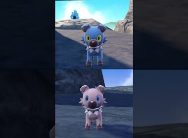 #イワンコ  #ポケモン  #rockruff  #pokemonscarletandviolet