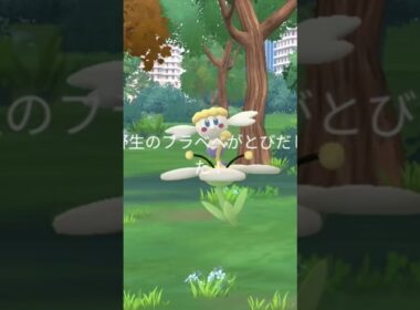 生まれ変わったスマホと共にゆくフラベベコミュデイ #shorts #ポケモン #ポケモンgo #ポケgo #ゆっくり #pokemongo #pokemon #ゆっくり実況 #フラベベ #コダック