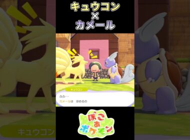 【ぽこあポケモン】熱狂的ファンなカメール【ポケモン】