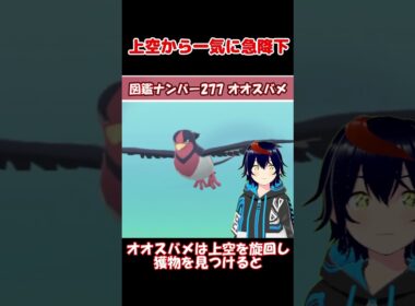 オオスバメ、急降下がエグすぎる【りるポケ図鑑】