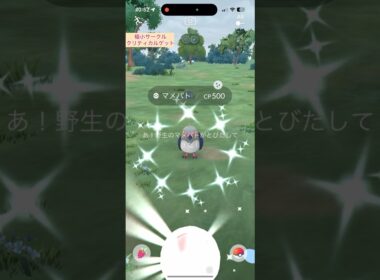 【難易度中】色違いマメパト極小サークルクリティカルゲット【ポケモンGO】