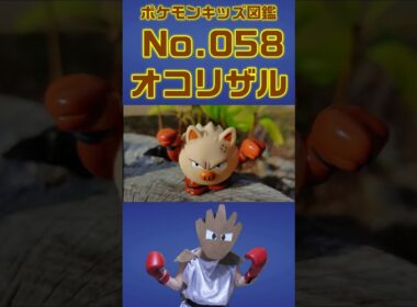 ポケモン実体図鑑No 058オコリザル #ポケモンキッズ #オコリザル