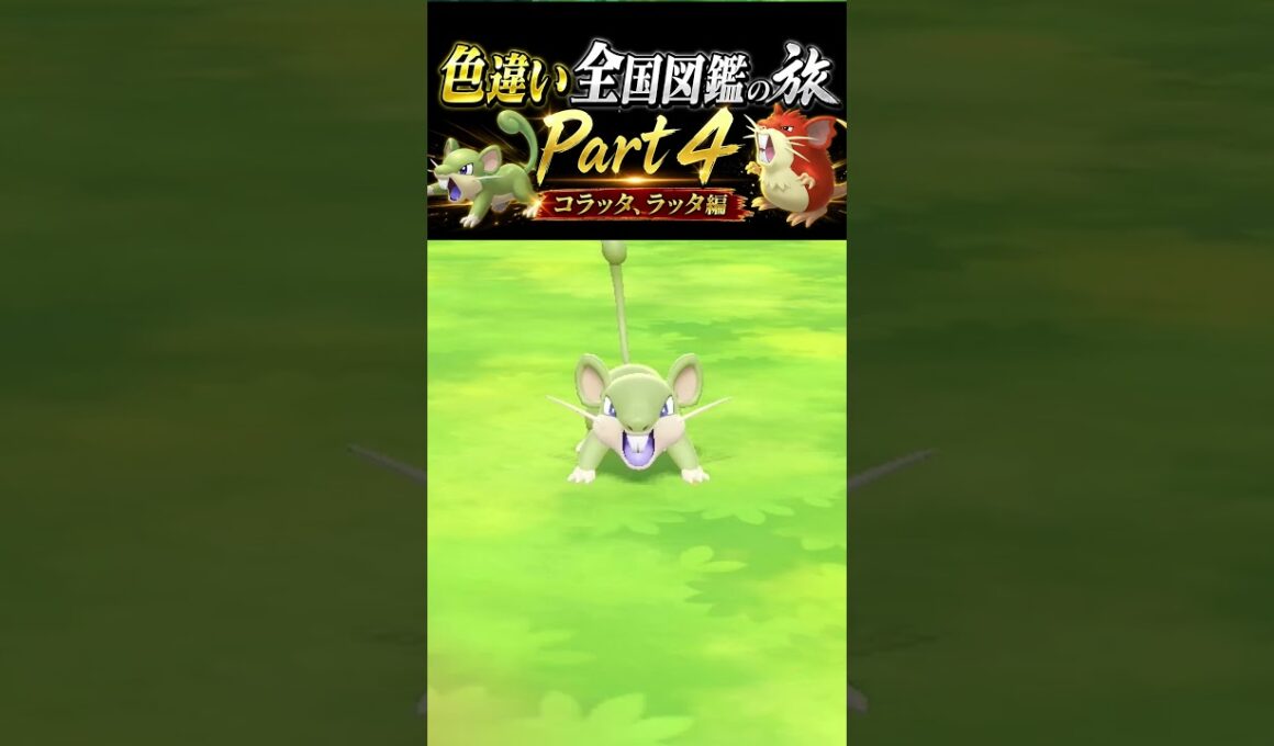 ＜色違い全国図鑑の旅Part4＞マジで苦行！！本当に地獄だった…。コラッタ、ラッタ♂♀両方色違い厳選！！！まさかの7体のコラッタを捕まえることに？　#ポケモン  #pokemon  #色違い #配布