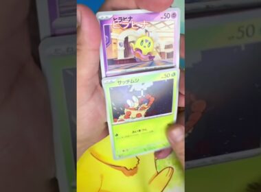 【毎日ポケモンクイズ】次の進化系をコメントで答えてね✨️マダツボミ→○○○○#ポケモンカード #ポケカ開封 #ポケモン #ポケモンクイズ #1日1パック開封