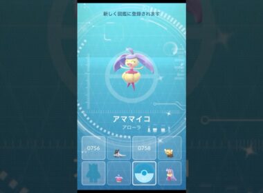 【 ポケモンGO 】マリモの日なので色違い アマカジ → アママイコ → アマージョ 進化！【 うさぴよの巣 】#bounsweet #steenee #tsareena #pokemongo