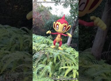 サルノリ｜Grookey｜ヒコザル｜Chimchar｜ShinyPokémon【ポケモンGO】PoKeMoN GO AR｜AR動画｜GOsnapshot｜gophotobomb