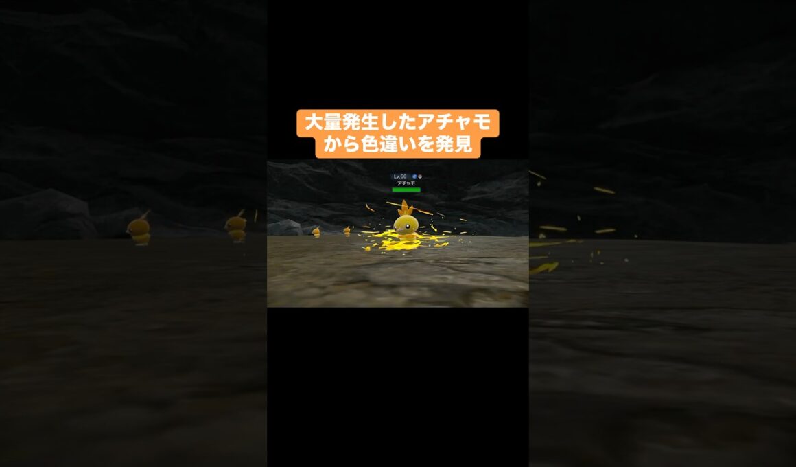 大量発生したアチャモから色違いを発見【ポケモンSV】