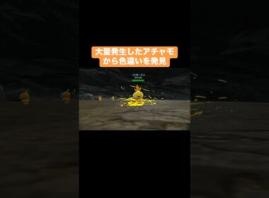 大量発生したアチャモから色違いを発見【ポケモンSV】