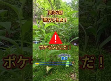 ポケモン かくれんぼ 実は3匹隠れてます