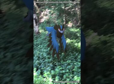 ココガラ｜Rookidee｜アオガラス｜Corvisquire｜アーマーガア｜Corviknight【ポケモンGO】PoKeMoN GO AR｜AR動画｜GOsnapshot｜gophotobomb