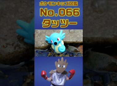 ポケモン実体図鑑No 066タッツー #ポケモンキッズ#タッツー