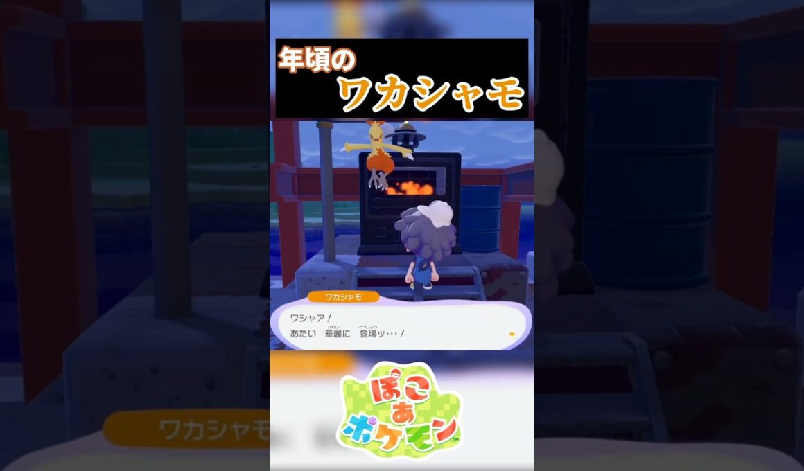 【125日目】年頃のワカシャモ #ぽこポケ #ぽこあポケモン #ポケモン #shorts