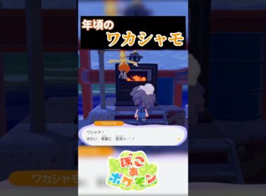 【125日目】年頃のワカシャモ #ぽこポケ #ぽこあポケモン #ポケモン #shorts