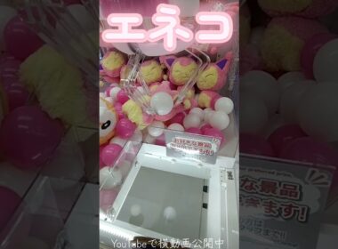 #クレーンゲーム #攻略 #ポケモン #ポケモン30周年 #エネコ