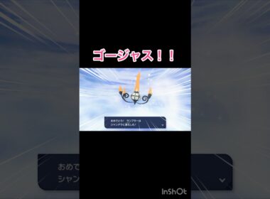 オヤブン色違いヒトモシが可愛い😍　【Pokémon LEGENDS Z-A/ポケモンレジェンズZA】