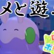 【ぽこ あ ポケモン】ぽこあポケモンでヌメラと遊びまくる！【Switch2】【ポケモン】#14