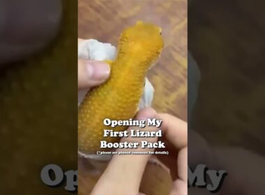 Opening Lizard Booster Packs