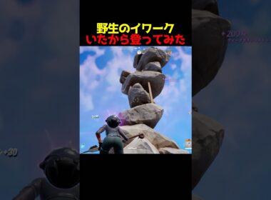 野生のイワークが現れた！登るしかないよね？#Fortnite#shortsfeed