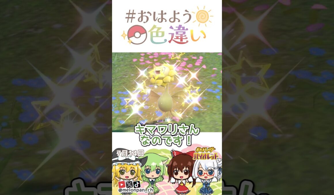 ☀️笑顔ニッコリ！色違いキマワリ🌻✨2026年7月14日 #おはよう色違い #おは色 #ポケモン
