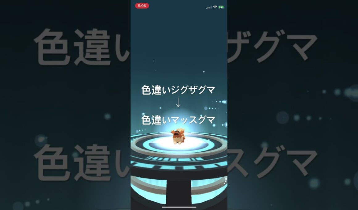ポケモンGO 色違いジグザグマ出現！色違いマッスグマへ進化！ #ポケモン #pokémon