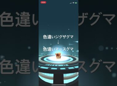 ポケモンGO 色違いジグザグマ出現！色違いマッスグマへ進化！ #ポケモン #pokémon