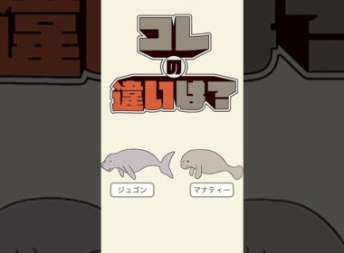 【コレの違いは？】ジュゴンとマナティの違いは？