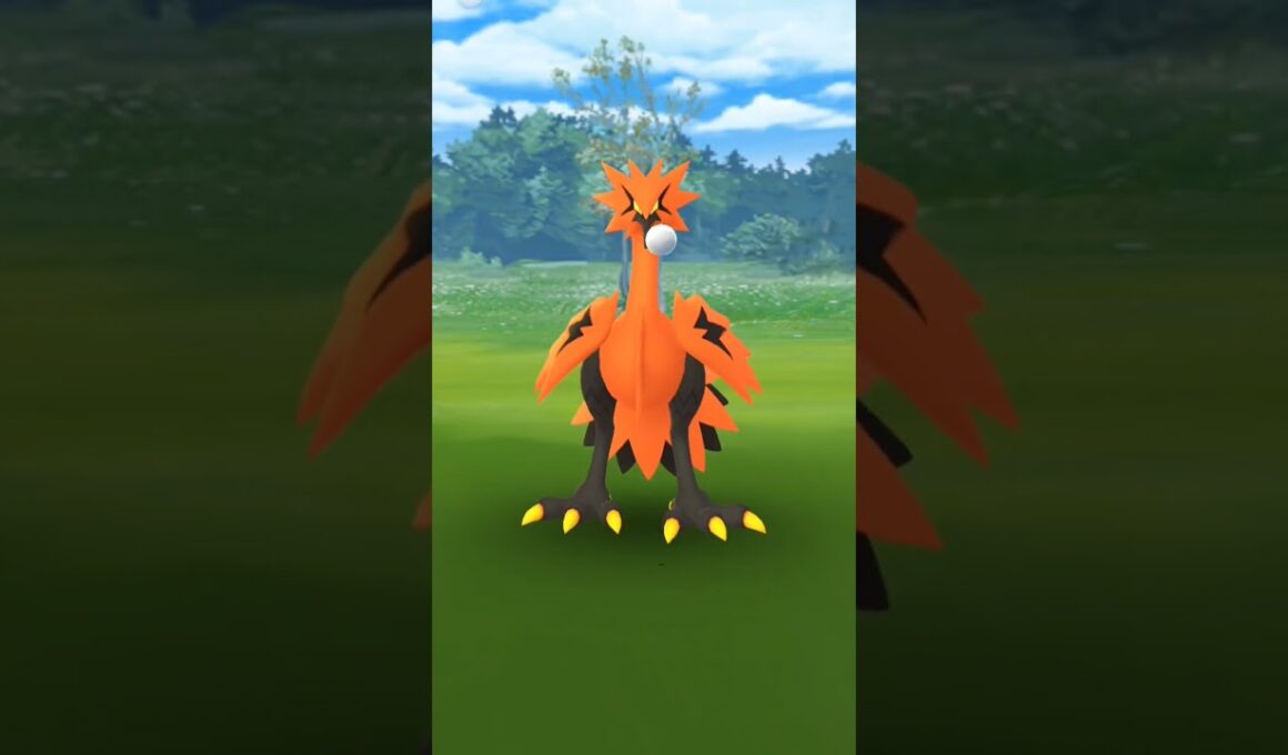 【ポケモンGO】２日連続のガラル三鳥！二体目のガラルサンダーGetなるか！？#ポケモン #ポケモンgo #おさんぽおこう #ガラル三鳥#ガラルサンダー#shorts