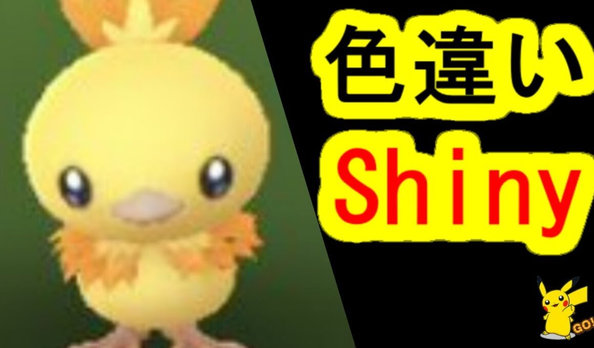 色違いアチャモを捕獲(ポケモンGO、PokemonGO、コミュニティ・デイ)