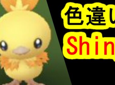 色違いアチャモを捕獲(ポケモンGO、PokemonGO、コミュニティ・デイ)