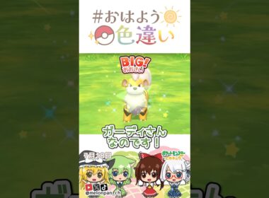☀️カッコかわいい！色違いガーディ🚨✨2026年7月17日 #おはよう色違い #おは色 #ポケモン