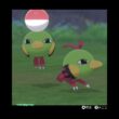 ネイティステップ🎵Natu #pokemonswordshield #ポケモン剣盾